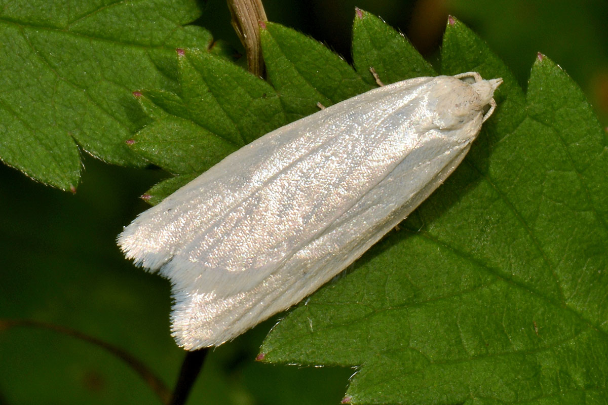 Una candida Tortricidae - Eana argentana